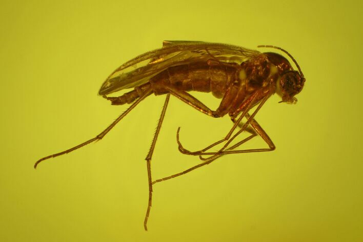 Detailed Fossil Fly (Diptera) In Baltic Amber #170068